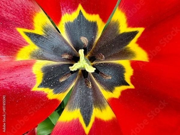 Obraz Tulip full frame
