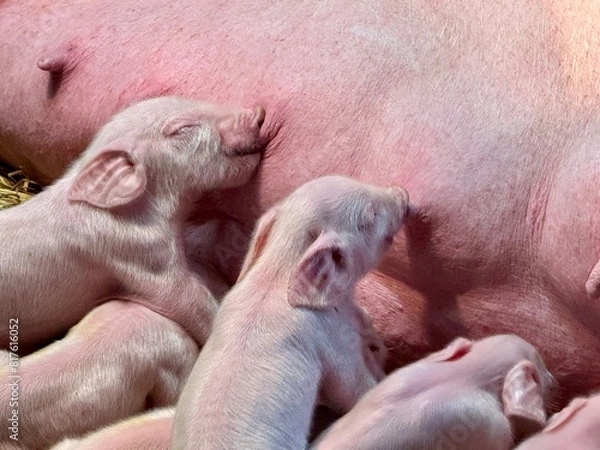 Obraz New born baby piglets