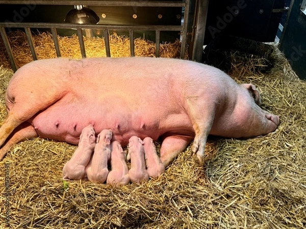 Obraz New born baby piglets