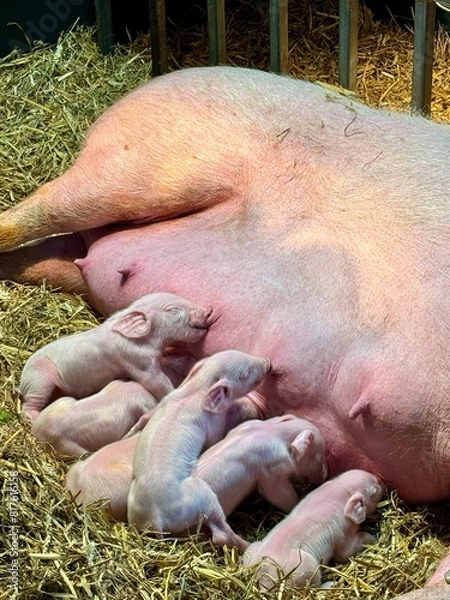 Obraz New born baby piglets