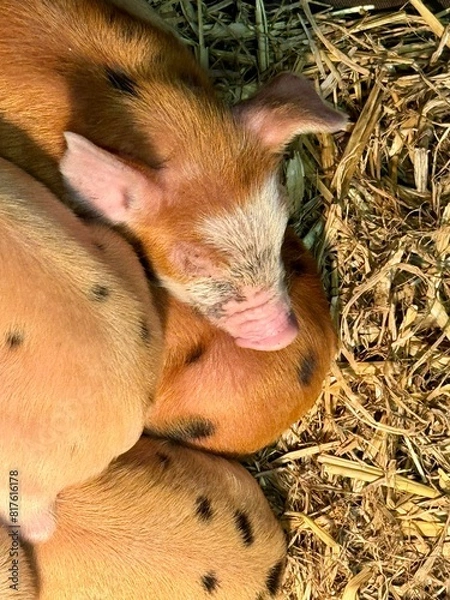 Obraz New born baby piglets