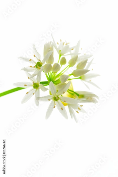 Fototapeta Bärlauchblüten