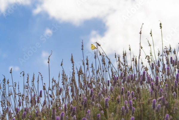 Obraz White butterfly on lavender 