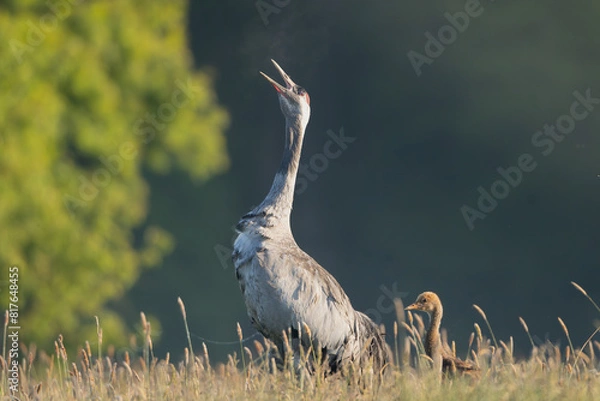 Obraz Common crane, Eurasian crane - Grus grus adult with chick calling on meadow at dark background. Photo from Lubusz Voivodeship in Poland.