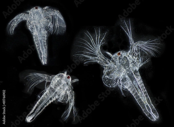 Obraz Artemia salina (zdjęcie z mikroskopu 50x) plankton