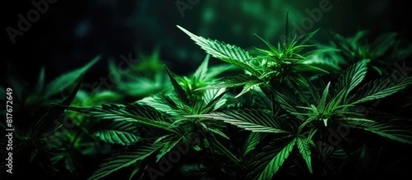 Fototapeta Toned green cannabis leaf on a dark background with copy space image