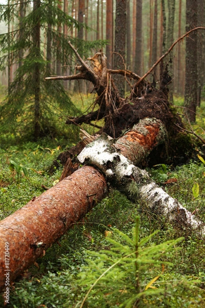 Fototapeta Tree fallen in the forest