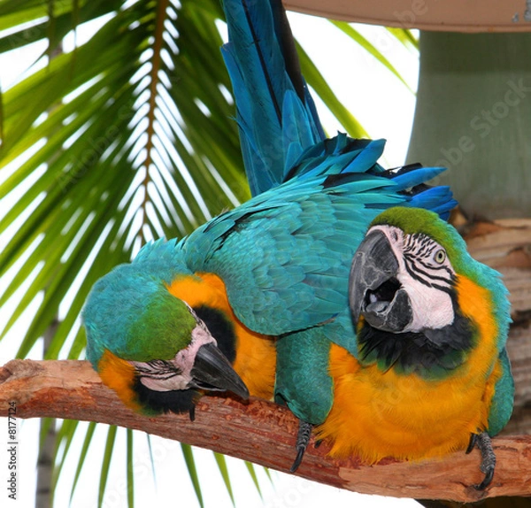 Obraz two parrots kissing