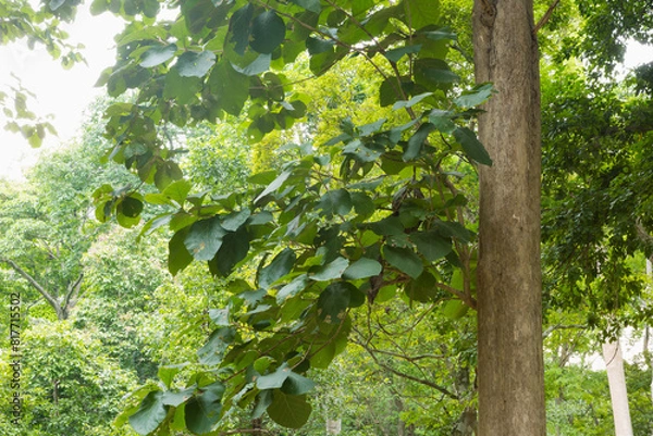 Obraz Teak Trees in Thailand precious hardwoods one of the last major areas of tropical forest in Asia