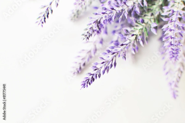Fototapeta Lawendy gałąź na białym tle