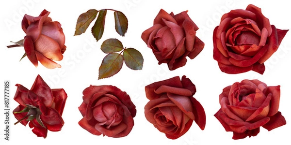 Obraz Red roses clipart. Floral elements isolated on a transparent background. Png file. Can be used for invitations, greeting, wedding card, web design, banner and more.