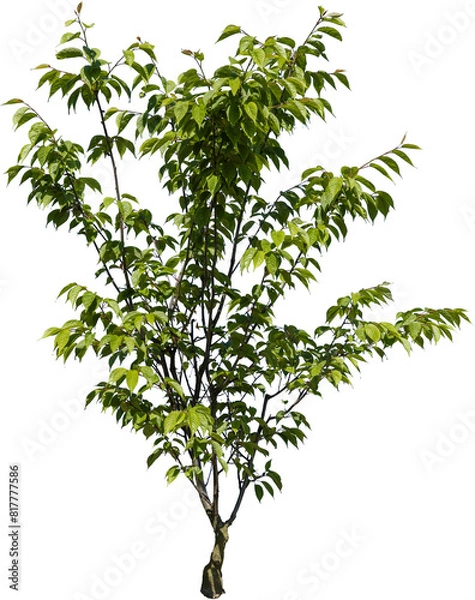 Obraz Junger Busch mit grünen Blättern