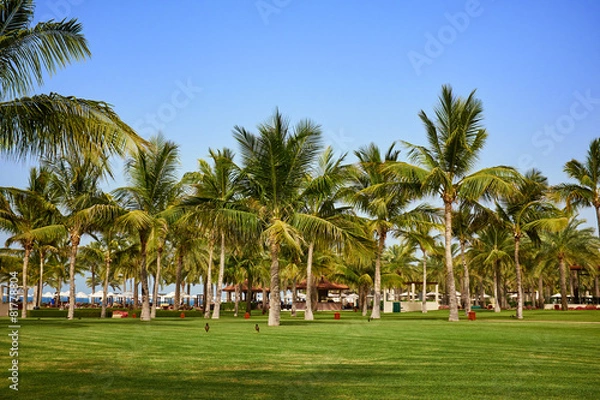 Obraz field of grass and coconut palms . Oman