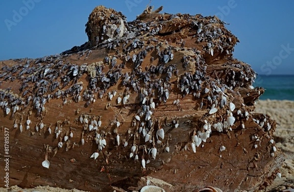 Fototapeta Many small shells on a tree by the sea