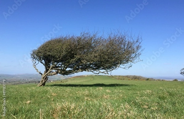 Obraz windswept lone tree on hill