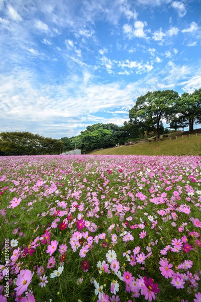 Fototapeta コスモス畑＠佐世保市展海峰