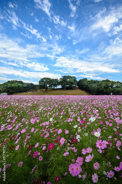 Fototapeta コスモス畑＠佐世保市展海峰