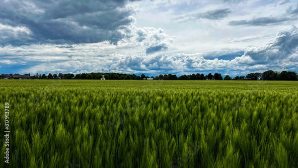 Obraz field with wheat and blue sky 