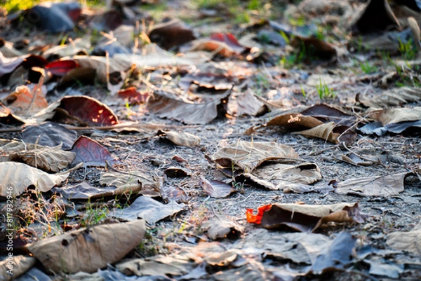 Fototapeta Shallow depth of field shot of Brown dry leaves piling on the ground leaves in the middle of the forest have fallen and are dry. a pile of dry leaves. dry leaves fall from the trees,soft focus.