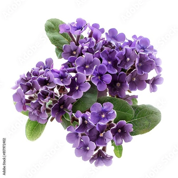 Obraz Photo of Heliotrope, Isolate on white background