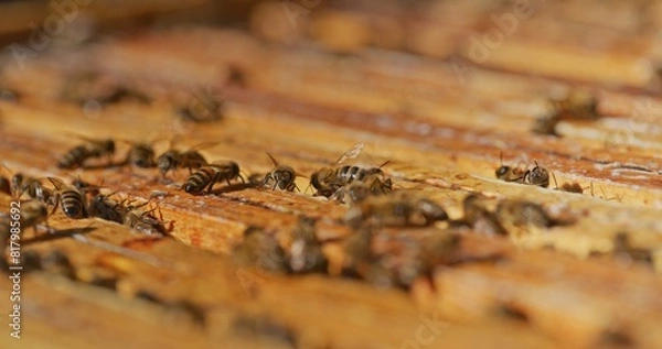 Fototapeta Macro Shot of Bees Producing Honey