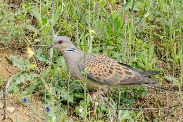 Fototapeta European turtle dove standing on the ground