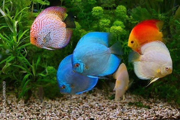 Fototapeta Discus (Symphysodon), multi-colored cichlids in the aquarium