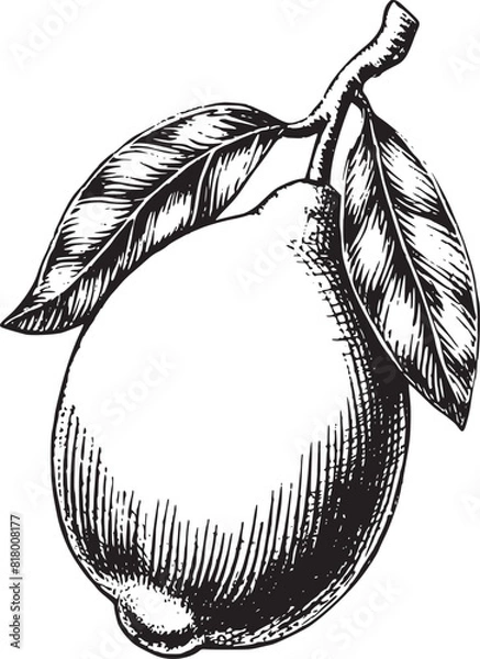 Fototapeta lemon black and white ink sketch