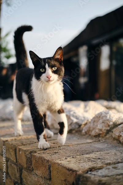 Obraz A cute black and white street cat with a pink nose and yellow eyes walks in the old town of Zemun, Belgrade, Serbia. A stray cat or a pet on its own.
