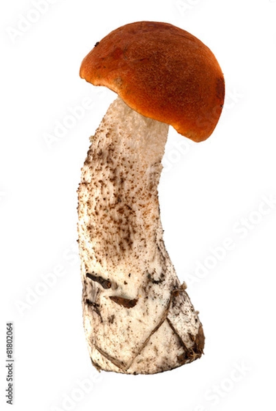 Obraz Brown cap boletus