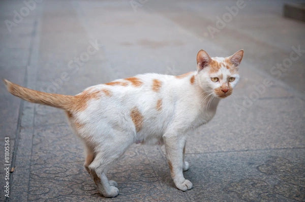 Fototapeta staring cat ready to attack