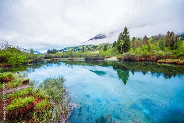 Fototapeta Nature Reserve Zelenci, krajnska gora, Slovenia, Europe. Wonderful morning view of Zelenci nature reserve. Slovenia travel.