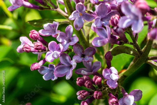 Fototapeta Common Lilac Syringa vulgaris blooming with violet-purple double flowers surrounded with green leaves in spring