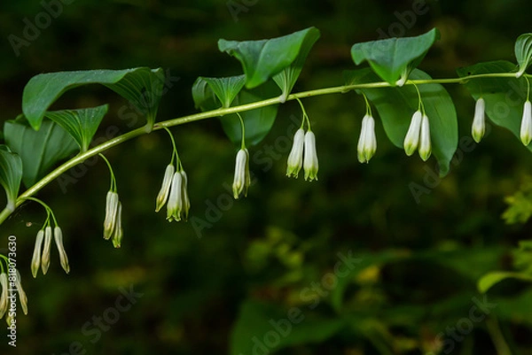 Fototapeta Polygonatum multiflorum flower in meadow, close up