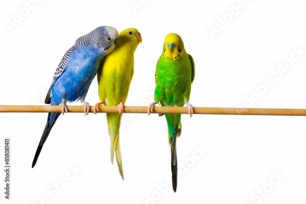Fototapeta Three Budgies On A Perch