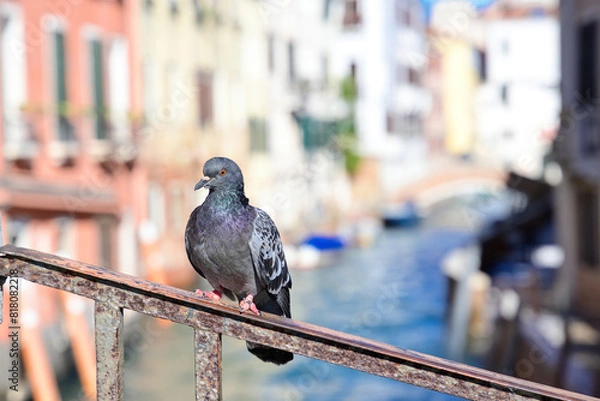 Obraz A pigeon in Venice