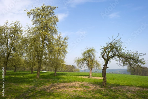 Obraz Tree in a sunny meadow in spring