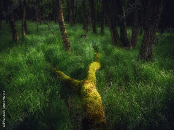 Fototapeta Undergrowth in spring at sunset