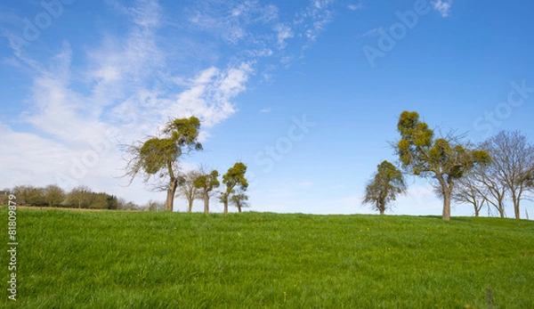 Obraz Mistletoe in trees on a hill in spring