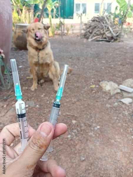 Obraz veterinarian with dog