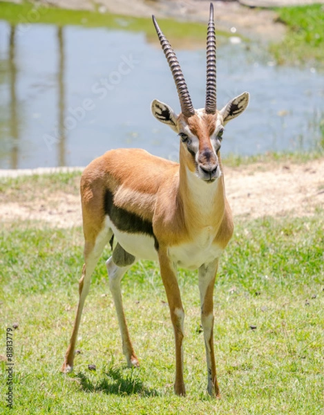 Fototapeta Thomson gazelle