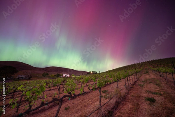 Fototapeta Aurora Borealis over a vienyard