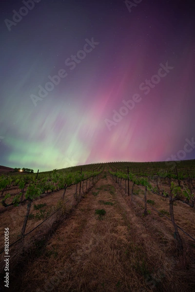 Fototapeta Aurora Borealis over a vienyard