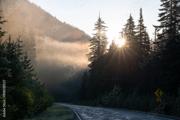 Obraz Light over a forest road