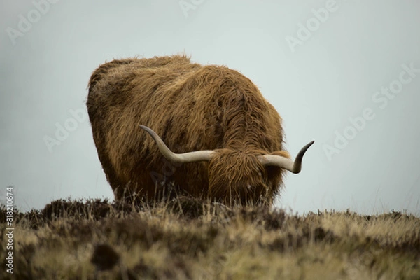 Fototapeta Allermuir hill highland cow grazing, Scotland