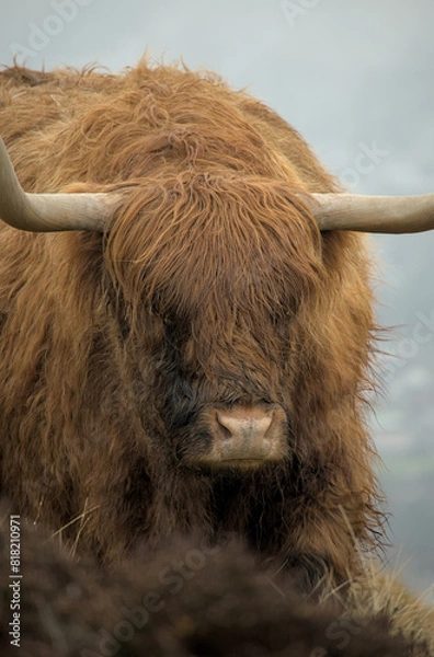 Fototapeta Head of an Allermuir hill highland cow, Scotland