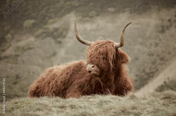 Fototapeta Allermuir hill highland cow, Scotland