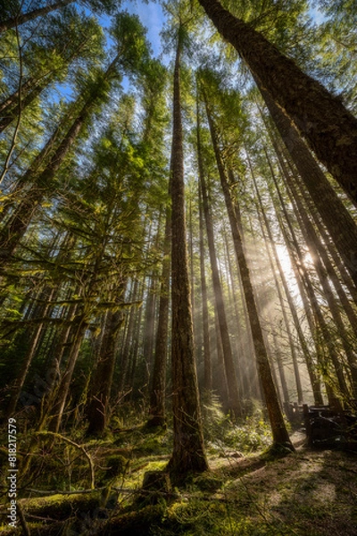 Fototapeta Light rays in a forest near Lower Lewis River Falls in Washington State