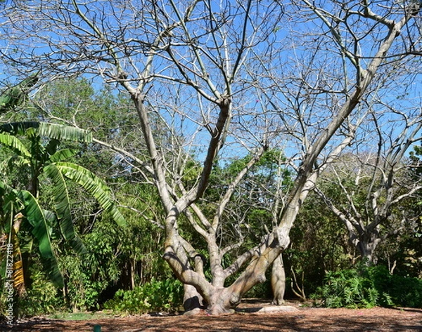 Obraz Baobab Tree