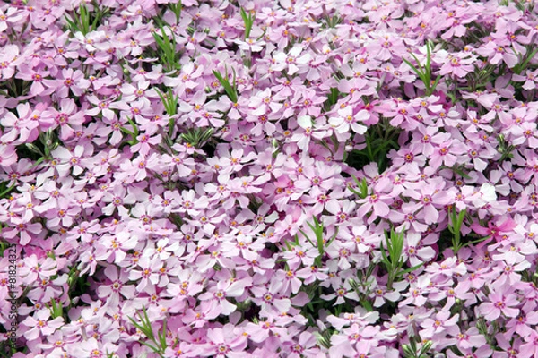 Obraz Płomyk szydlasty